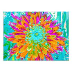 Tropische Orange und Heißrosa Dekorative Dahlie Fotodruck