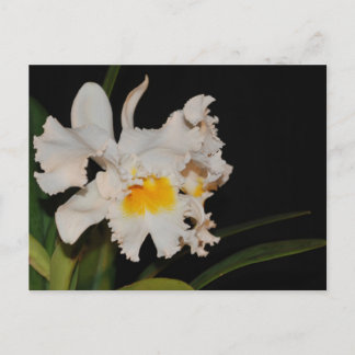 Tropische Orchideen-Blume Postkarte
