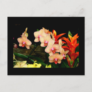 Tropische Orchideen Postkarte