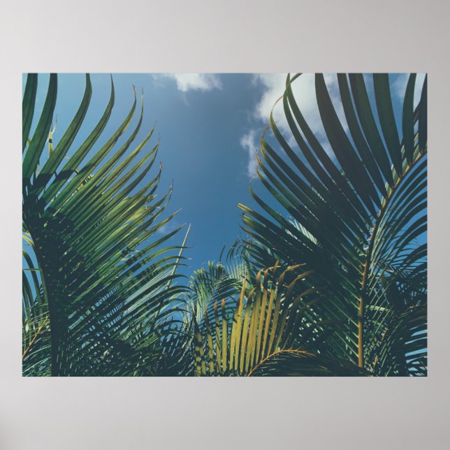TROPISCHE PALMBLÄTTER POSTER (Vorne)