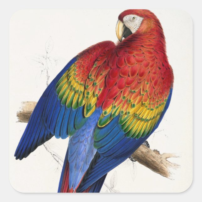 Tropische Papageienkleber Quadratischer Aufkleber (Vorderseite)