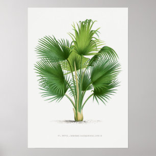 Tropische Pflanze, Abbildung Vintager Kunst ポ ス Pf Poster