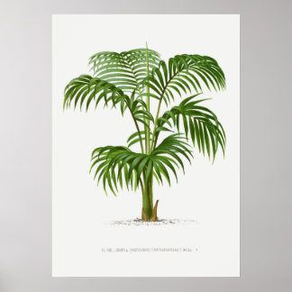 Tropische Pflanze, Pflanzenillustration Vintage-Ku Poster