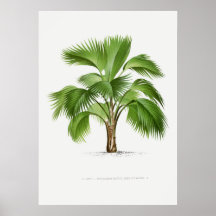 Tropische Pflanze, Pflanzenillustration Vintage-Ku