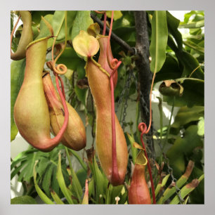 Tropische Pitcher-Pflanze Poster