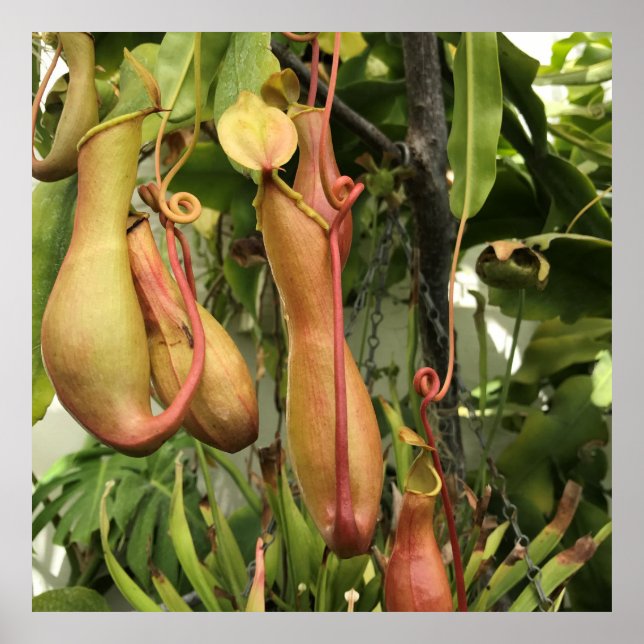 Tropische Pitcher-Pflanze Poster (Vorne)