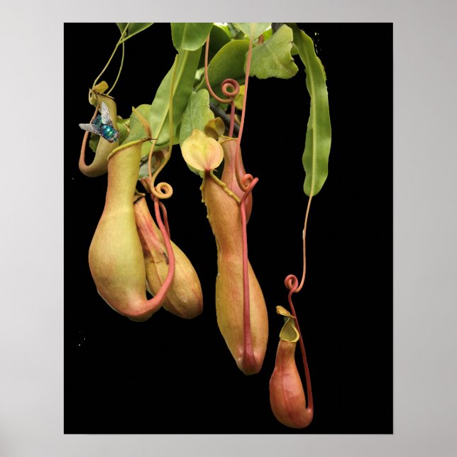 Tropische Pitcher-Pflanze und Bluebottle Poster (Vorne)