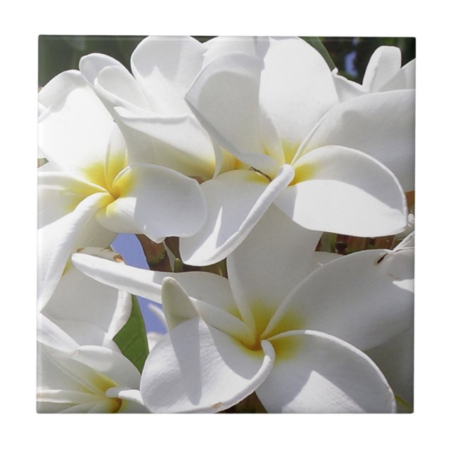 Tropische Plumeria-Blume Fliese (Vorderseite)