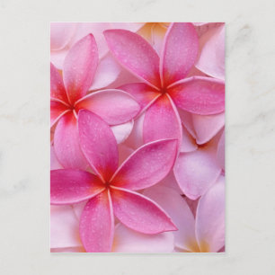 TROPISCHE PLUMERIA-BLUME POSTKARTE