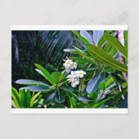 Tropische Plumeria-Blume