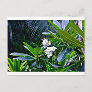 Tropische Plumeria-Blume Postkarte