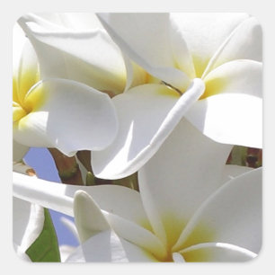Tropische Plumeria-Blume Quadratischer Aufkleber