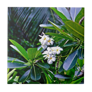 Tropische Plumeria-Blumen Fliese