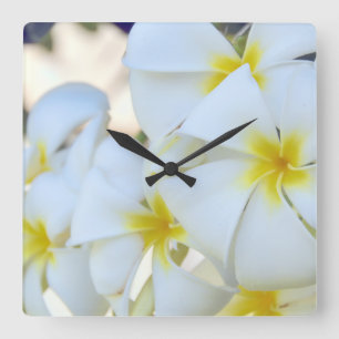 Tropische Plumeria-Blumen Quadratische Wanduhr