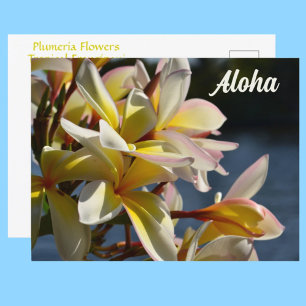 Tropische Plumeria Frangipani Blumen Florale Aloha Postkarte