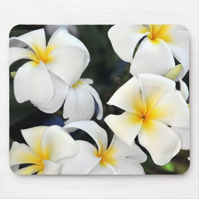Tropische Plumeriafrangipani-Blume Mousepad (Vorne)