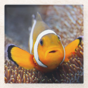 Tropische Rifffische - Clownfish Glasuntersetzer