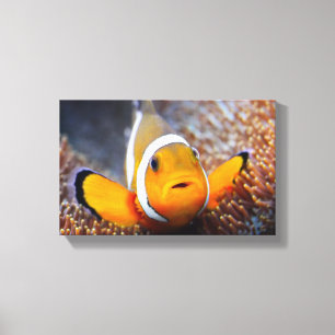 Tropische Rifffische - Clownfish Leinwanddruck