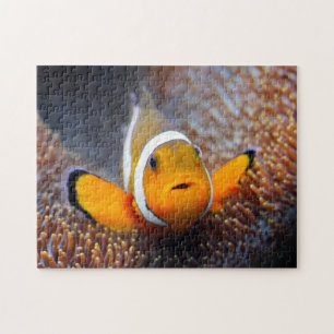 Tropische Rifffische - Clownfish Puzzle