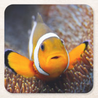 Tropische Rifffische - Clownfish