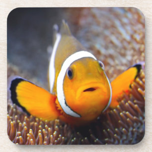 Tropische Rifffische - Clownfish Untersetzer