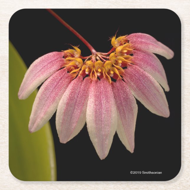 Tropische rosa Orchidee Rechteckiger Pappuntersetzer (Vorderseite)