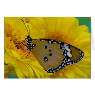 Tropische Schmetterlinge