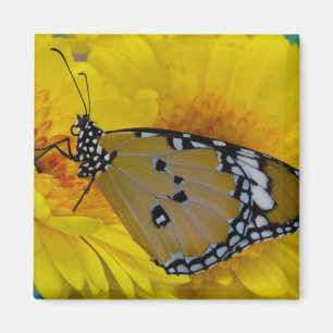 Tropische Schmetterlinge Magnet