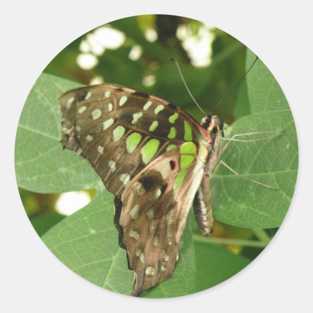 Tropische Schmetterlingskleber Runder Aufkleber (Vorderseite)