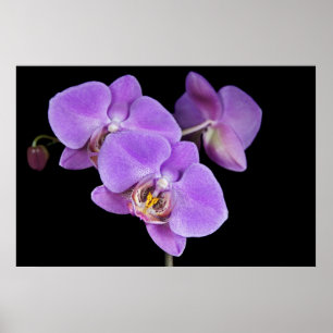 Tropische Schönheit Poster