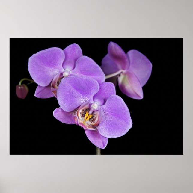 Tropische Schönheit Poster (Vorne)