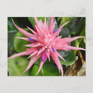 Tropische Schönheits-Postkarte Postkarte