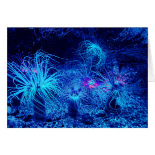Tropische Seeanemone