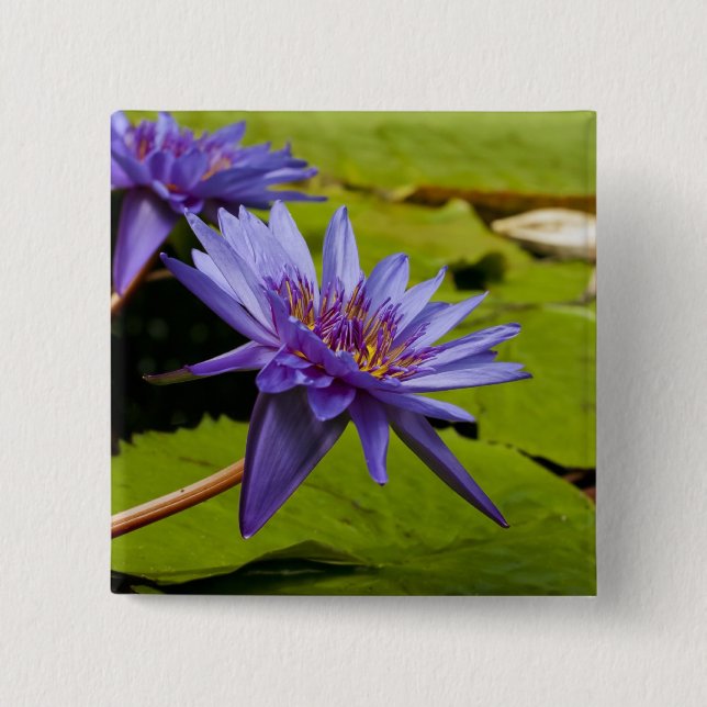 Tropische Seerosen Florale Botanische Gestaltung Button (Vorderseite)
