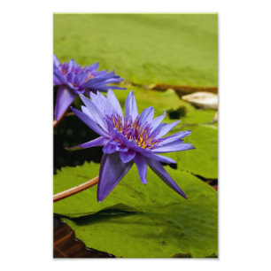 Tropische Seerosen Florale Botanische Gestaltung Fotodruck