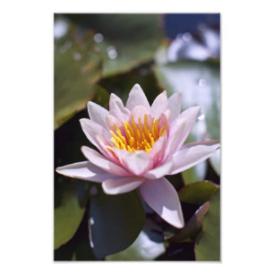 Tropische Seerosen Florale Botanische Gestaltung Fotodruck