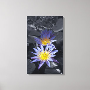 Tropische Seerosen Florale Botanische Gestaltung Leinwanddruck