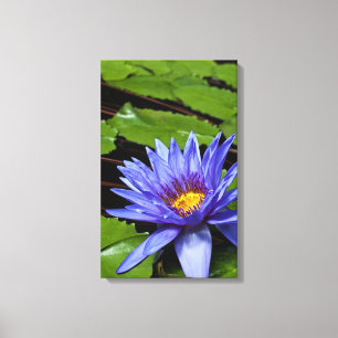 Tropische Seerosen Florale Botanische Gestaltung Leinwanddruck