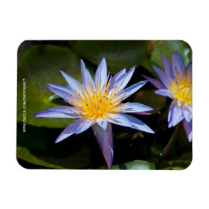 Tropische Seerosen Florale Botanische Gestaltung Magnet