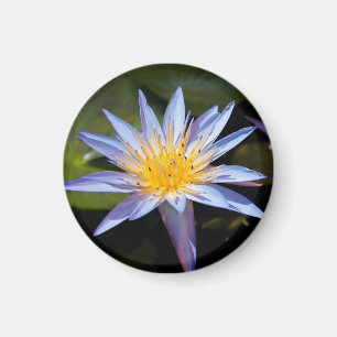 Tropische Seerosen Florale Botanische Gestaltung Magnet