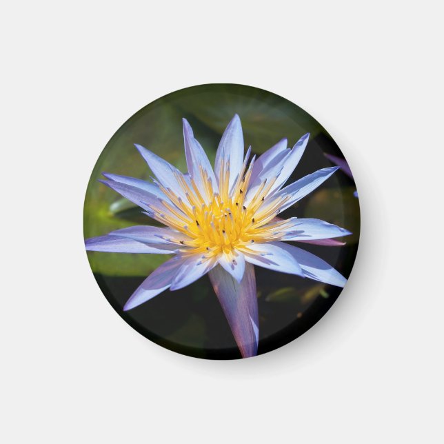 Tropische Seerosen Florale Botanische Gestaltung Magnet (Vorne)