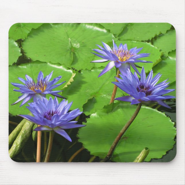 Tropische Seerosen Florale Botanische Gestaltung Mousepad (Vorne)