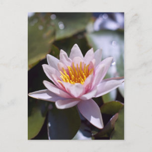 Tropische Seerosen Florale Botanische Gestaltung Postkarte
