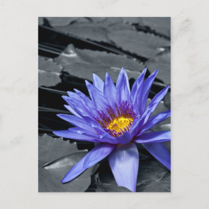 Tropische Seerosen Florale Botanische Gestaltung Postkarte