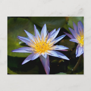 Tropische Seerosen Florale Botanische Gestaltung Postkarte