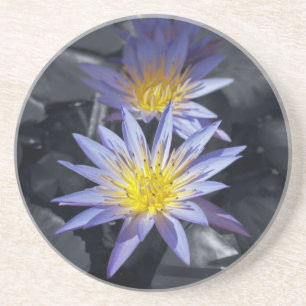 Tropische Seerosen Florale Botanische Gestaltung Untersetzer