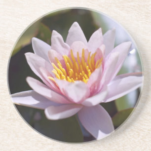 Tropische Seerosen Florale Botanische Gestaltung Untersetzer