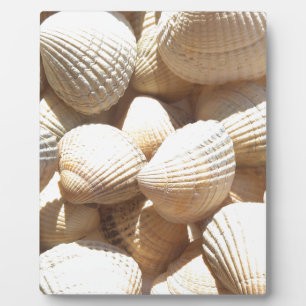 Tropische sonnige exotische Muscheln Fotoplatte