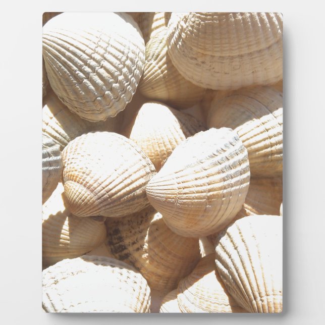 Tropische sonnige exotische Muscheln Fotoplatte (Vorderseite)