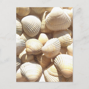 Tropische sonnige exotische Muscheln Postkarte